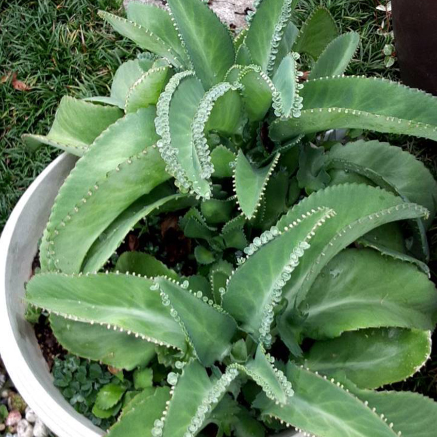 波佐見焼 藍彩窯